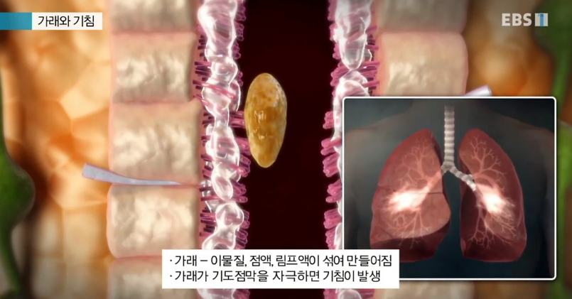 호흡기 방어기제 가래, 기침